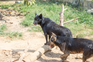 Thai dog  in the garden