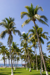 Fototapeta na wymiar Palm Trees-2