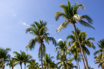 Obraz na płótnie Canvas Palm Trees-1