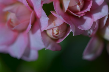 Kalanchoe blossfeldiana cv tom Thumb