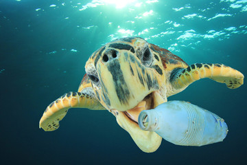 Obraz premium Plastic pollution problem - Sea Turtle eating plastic bottle in ocean