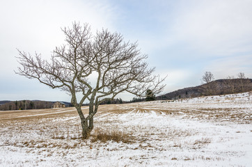 Bare Tree and an Old Barn