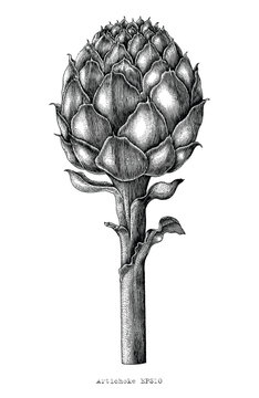 Artichoke botanical hand drawing vintage engraving style on white background