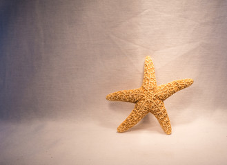 Fototapeta na wymiar starfish on white background 