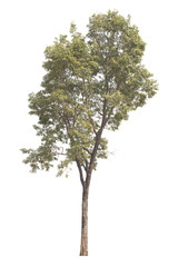 Fototapeta premium Burma padauk tree on white background.Tree isolated on white background.