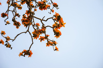 Branch of blossoming Bombax ceiba tree or Red Silk Cotton Flower