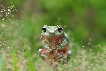 Frog Style