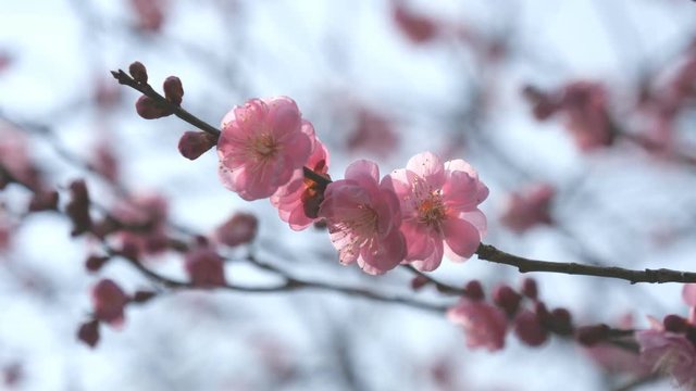 Tokyo,Japan-February 27, 2018: Ume blossom or Plum blossom, harbinger of the arrival of spring in Japan 
