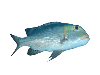 Bigeye Emperor fish isolated on white background