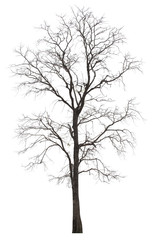 Dead tree or dried tree isolate on white background.