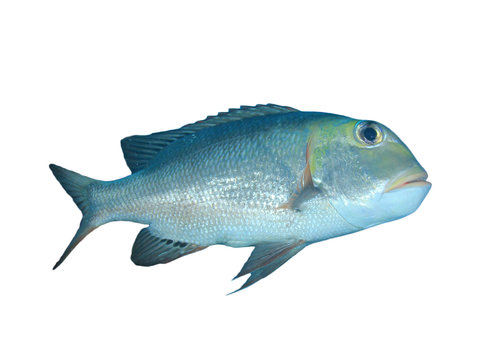 Bigeye Emperor fish isolated on white background