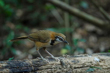 Greater Necklaced Laughingthrush (Garrulax pectoralis)