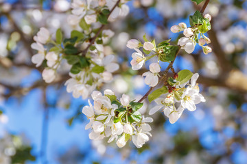 White flowers of an apple tree on a branch