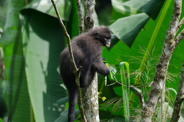 Black Bande langur (Presbytis femoralis)