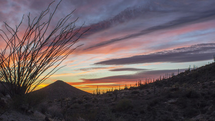 Arizona sunset with Ocotillo plant