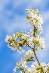 Obraz premium Branch of an apple tree covered with flowers