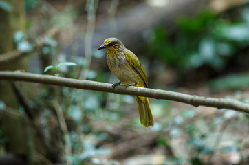 Stripe-throated Bulbul Bird, standing on a branch in nature