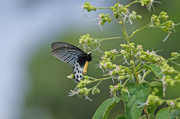 Beautiful Whitehead Batwing butterfly on flower