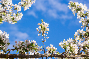 Flowers of apple, sky, clouds