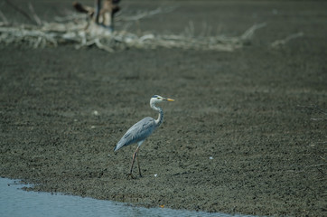 Grey Heron bird (Ardea cinerea)