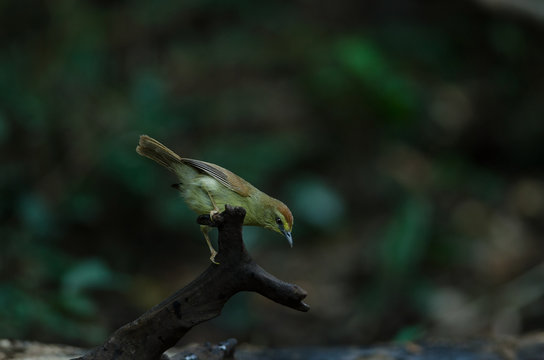 Pin-striped Tit Babbler ( Macronus gularis )