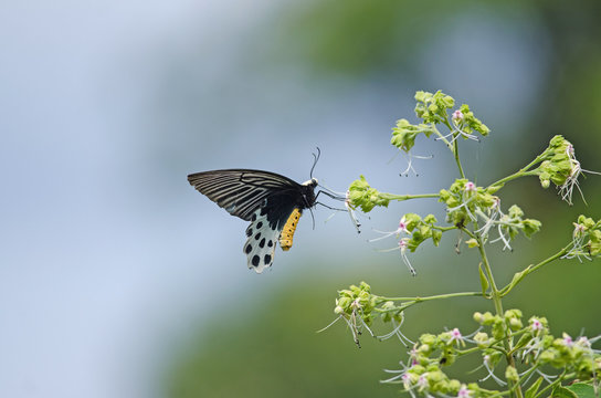 Beautiful Whitehead Batwing butterfly on flower