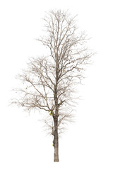 Dead tree or dried tree isolate on white background.