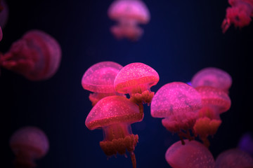 Small jellyfishes swimming in aquarium. Sea fish