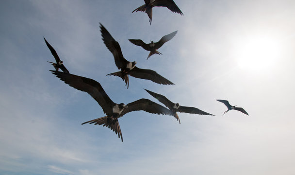 Frigate birds flying in Cabo San Lucas Baja Mexico BCS