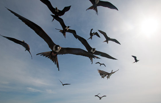 Frigate Birds flying in Cabo San Lucas Baja California Mexico BCS