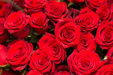 a lot of big red roses closeup