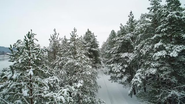 aerial view of winter snowy forest