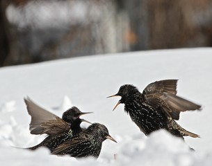 Birds in Snow 2