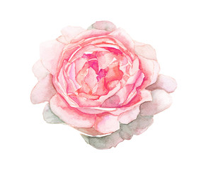 Watercolor pink flower painting on white background