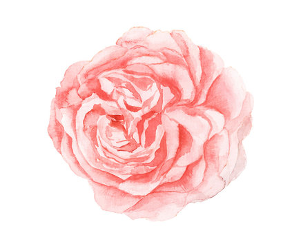 Watercolor pink flower painting on white background