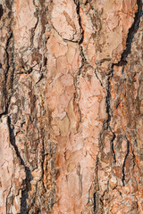 Texture of bark of an old tree pine brown color with deep cracks, a closeup, abstract natural background