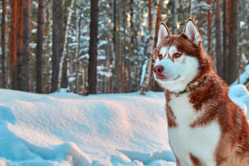 Beautiful Siberian Husky dog red colour sits in winter forest. Copy space.