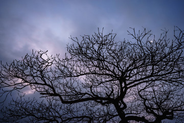 Mysterious scary branches trees, vintage toned colors.