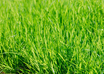 Close up on green grass in spring as nature background