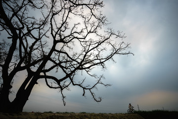 Vietnam countryside landscape with big blooming bombax ceiba tree and a man cycling on dyke.