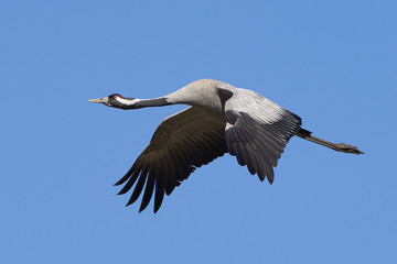 Common crane (Grus grus)