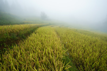 Fototapeta na wymiar Terraced rice field landscape with misty clouds of Y Ty, Bat Xat district, Lao Cai, north Vietnam