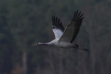 Common crane (Grus grus)