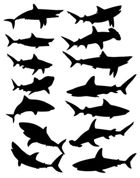 Shark Silhouettes
