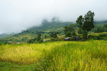 Terraced rice field landscape in harvesting season with low clouds in Y Ty, Bat Xat district, Lao Cai, north Vietnam