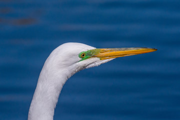 Egret focused