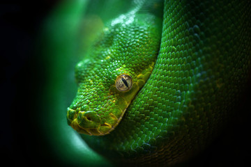 The head of the green boa.