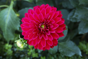 Красный георгин.