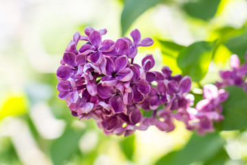 Spring branch of blossoming purple lilac in may day