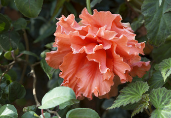 Бегония махровая красная.